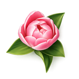 Tulipe